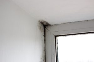 mold