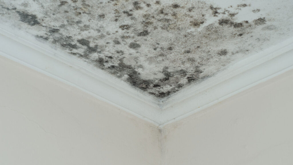 Mold Covered Roof and Wall